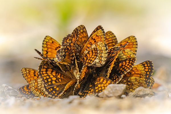 Ein erfreulicher Anblick