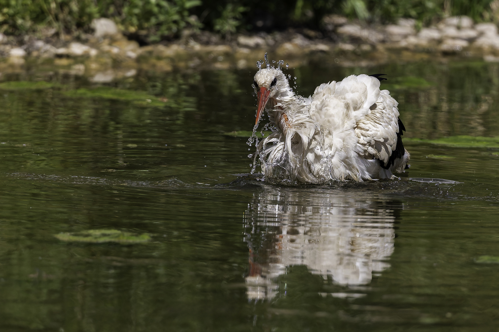 ein erfrischendes Bad im Froschteich