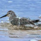 ein erfrischendes Bad im Meer