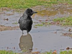 Ein erfrischendes Fußbad