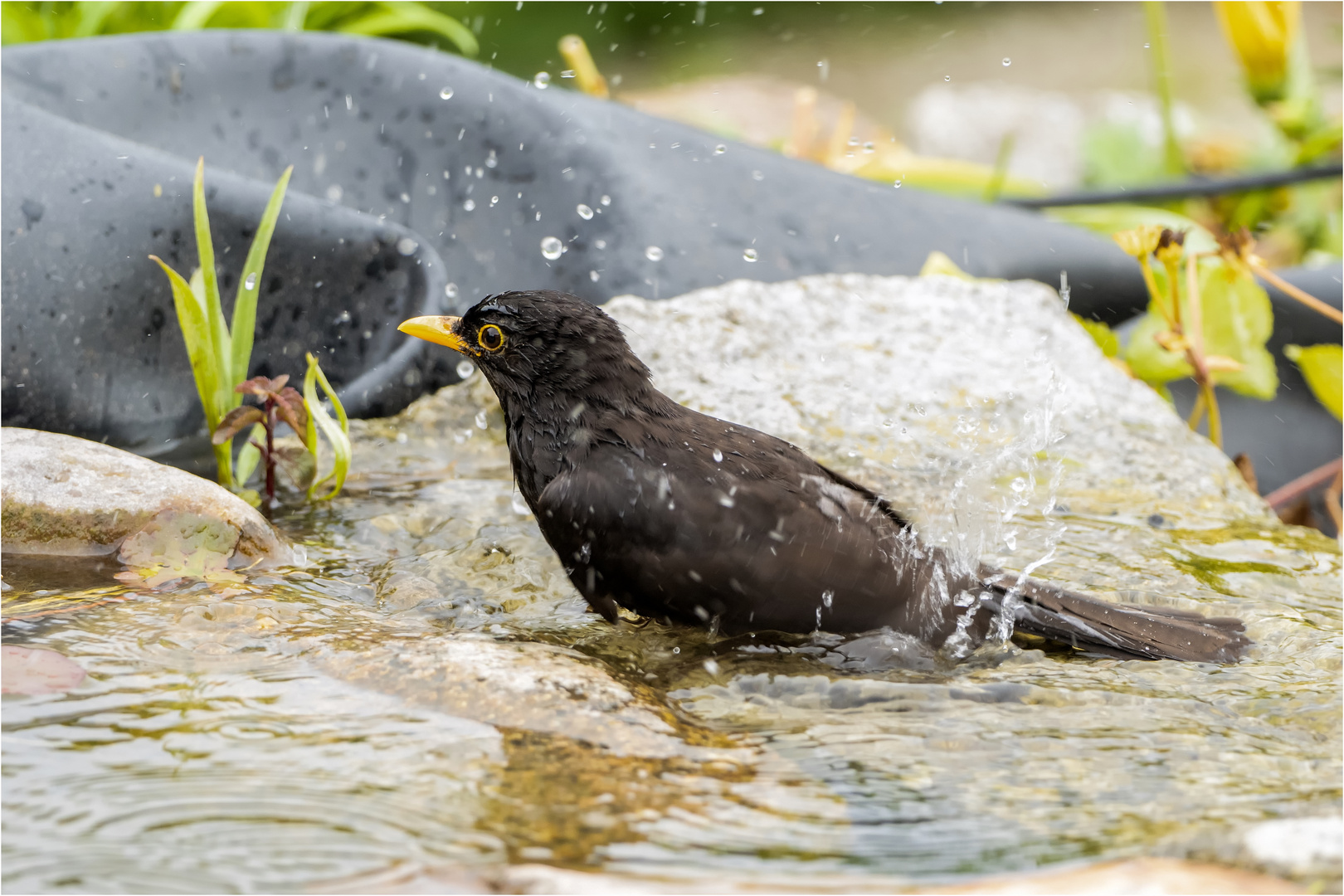 ein Erfrischungsbad  .....