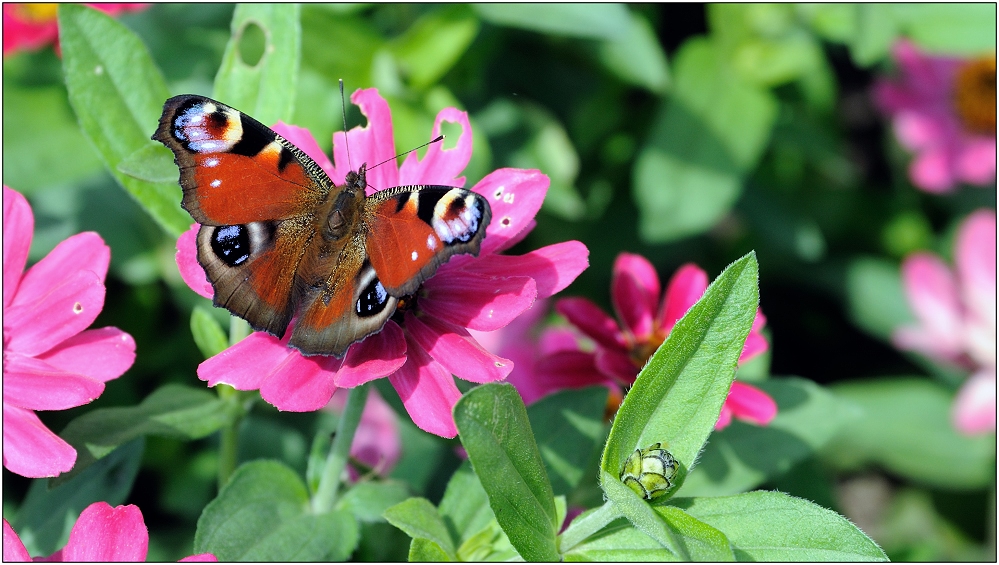 ... ein Erinnerungsschmetterling ...