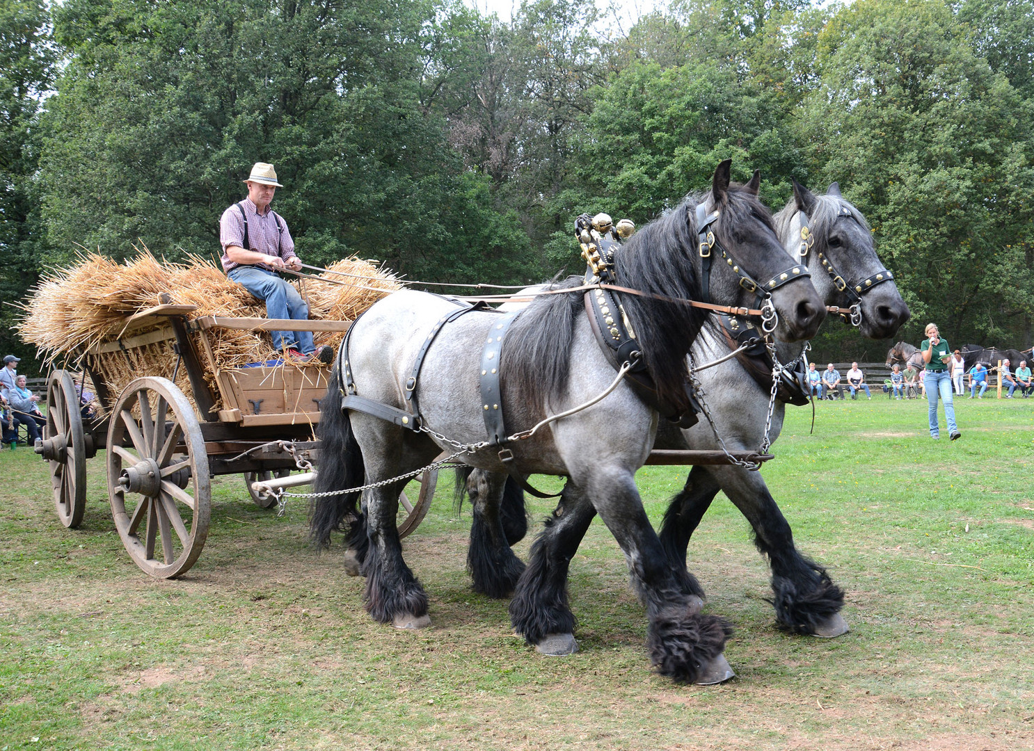 Ein Erntewagen mit zwei grauen belgischen Kaltblütern