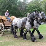 Ein Erntewagen mit zwei grauen belgischen Kaltblütern