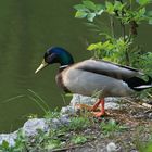 Ein Erpel an seinem Teich