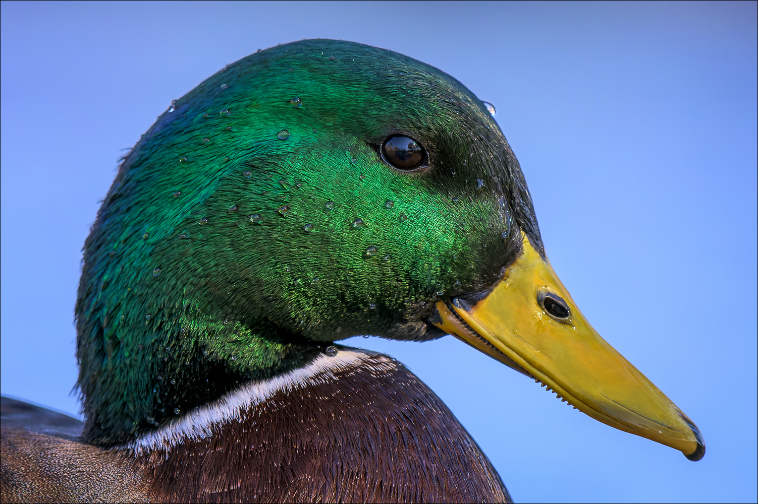 Ein Erpel-Portrait