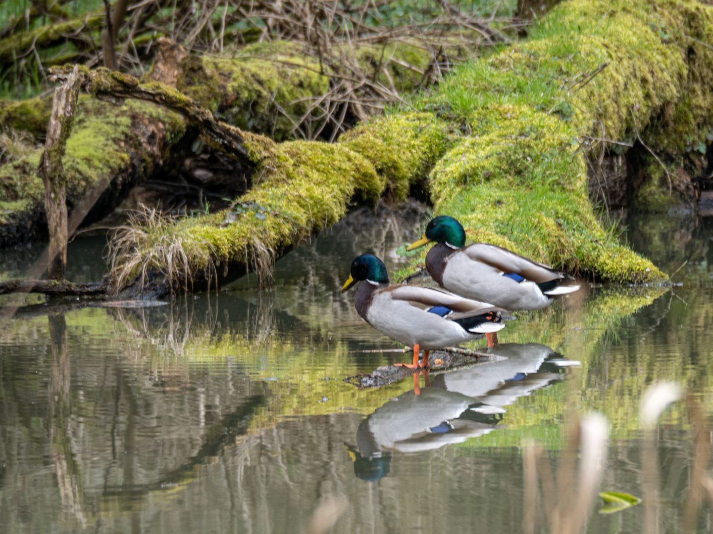 Ein Erpelpaar am Teich...