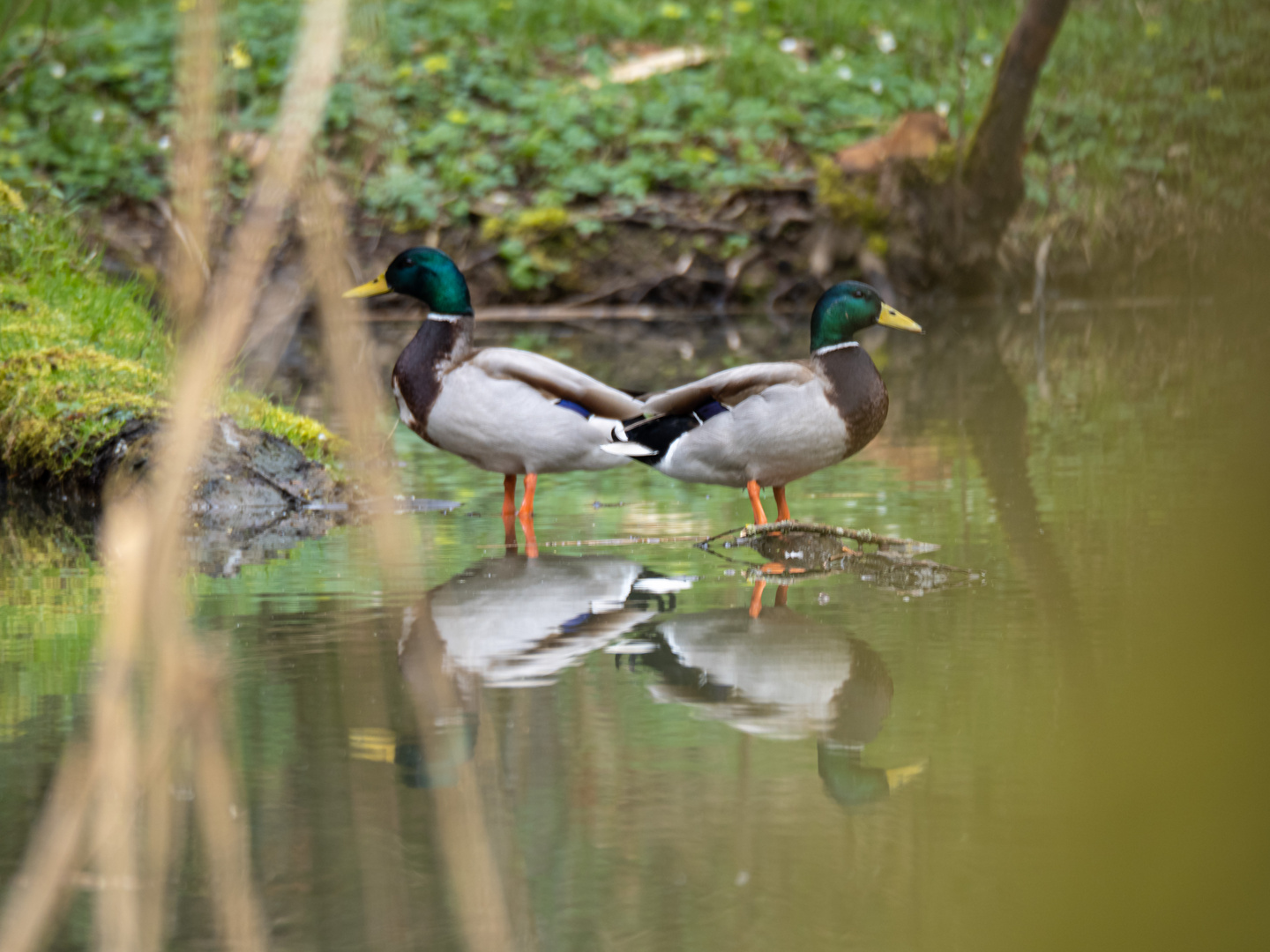 Ein Erpelpaar am Teich...2