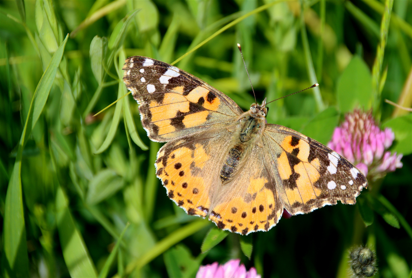 °~ Ein erstaunlicher Schmetterling  ~°