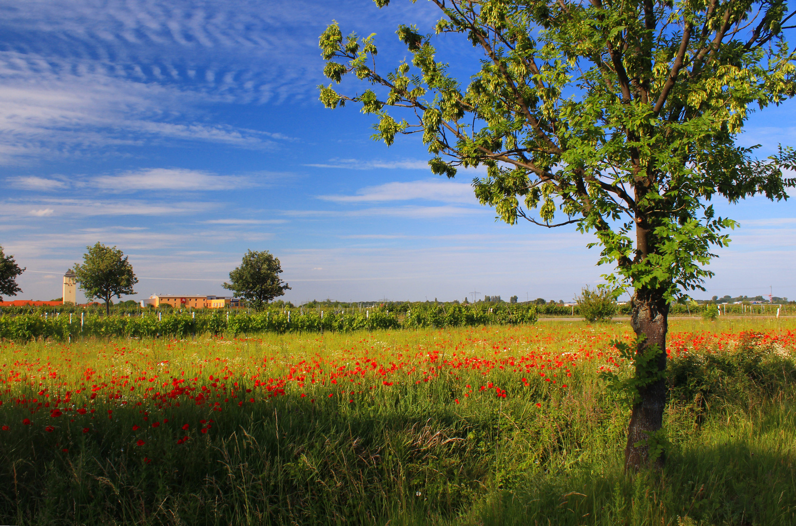 Ein erster Hauch von Sommer