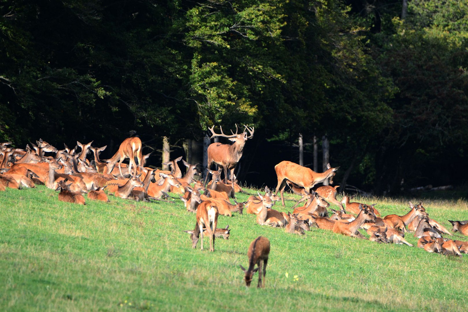 Ein erster Hirsch ist in der Brunft und hat ein Rudel Kahlwild versammelt.