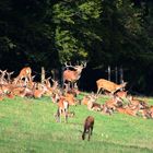 Ein erster Hirsch ist in der Brunft und hat ein Rudel Kahlwild versammelt.