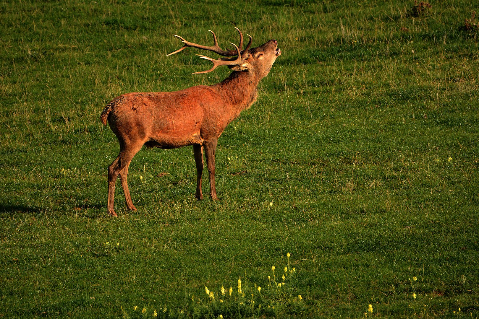 Ein erster Hirsch röhrt