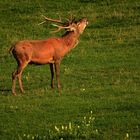 Ein erster Hirsch röhrt