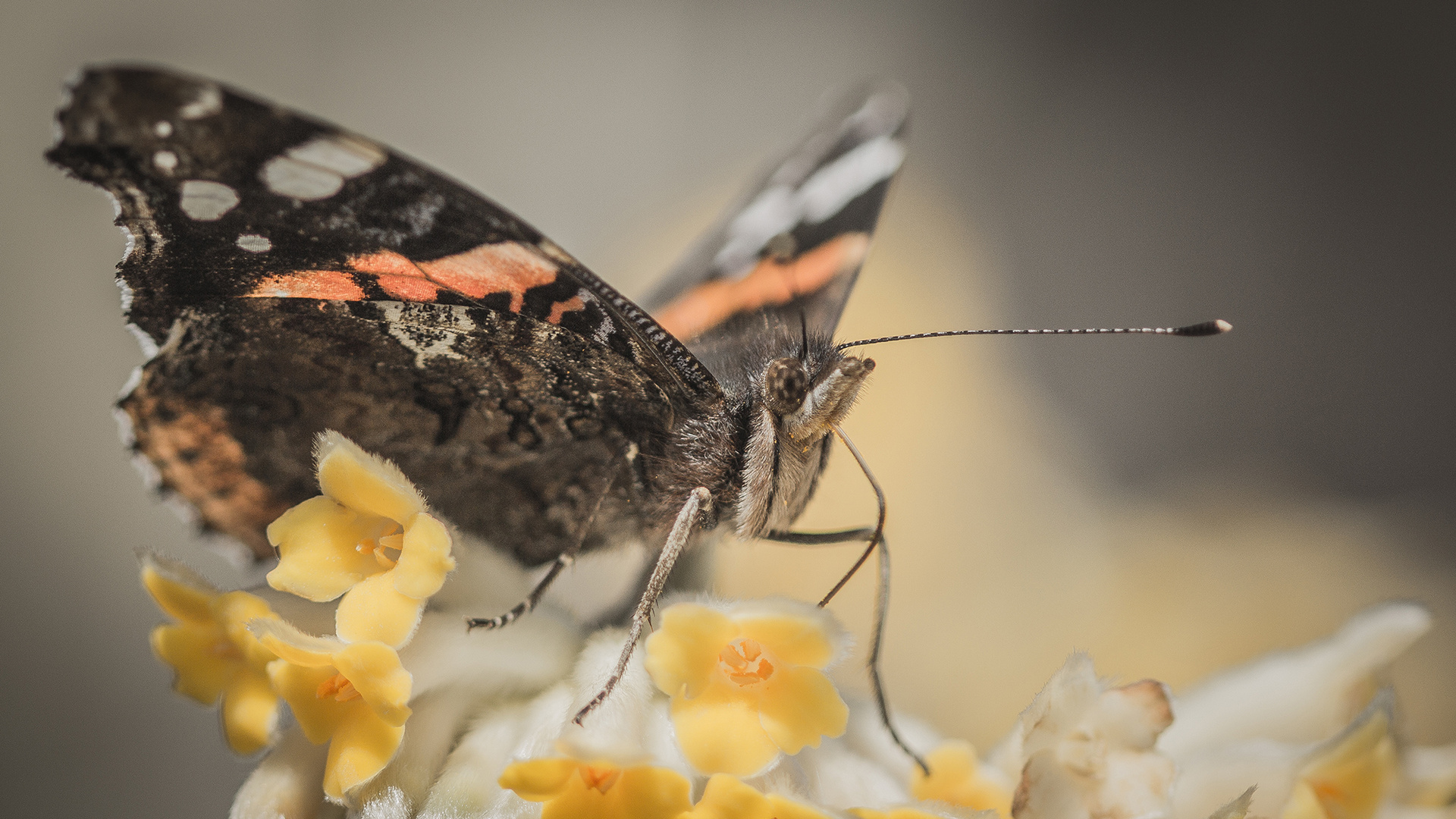 ein erster schmetterling