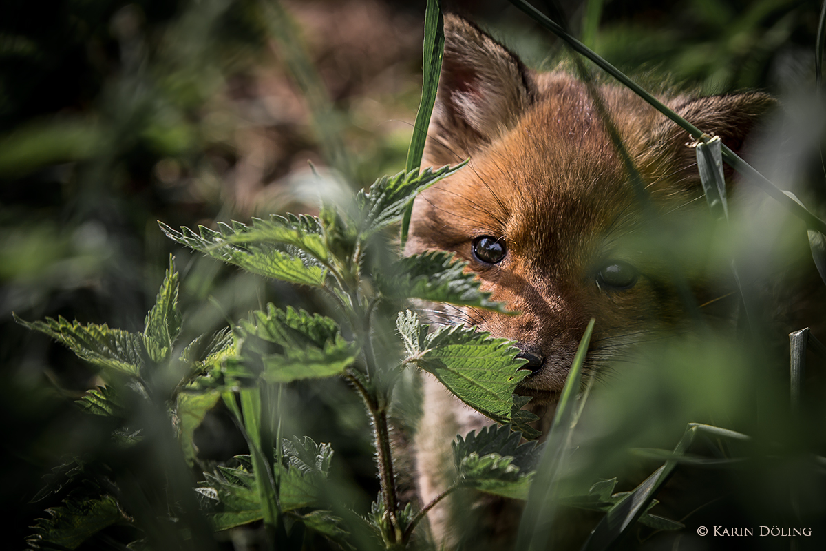 Ein erster vorsichtiger, aber neugieriger Blick