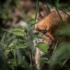 Ein erster vorsichtiger, aber neugieriger Blick