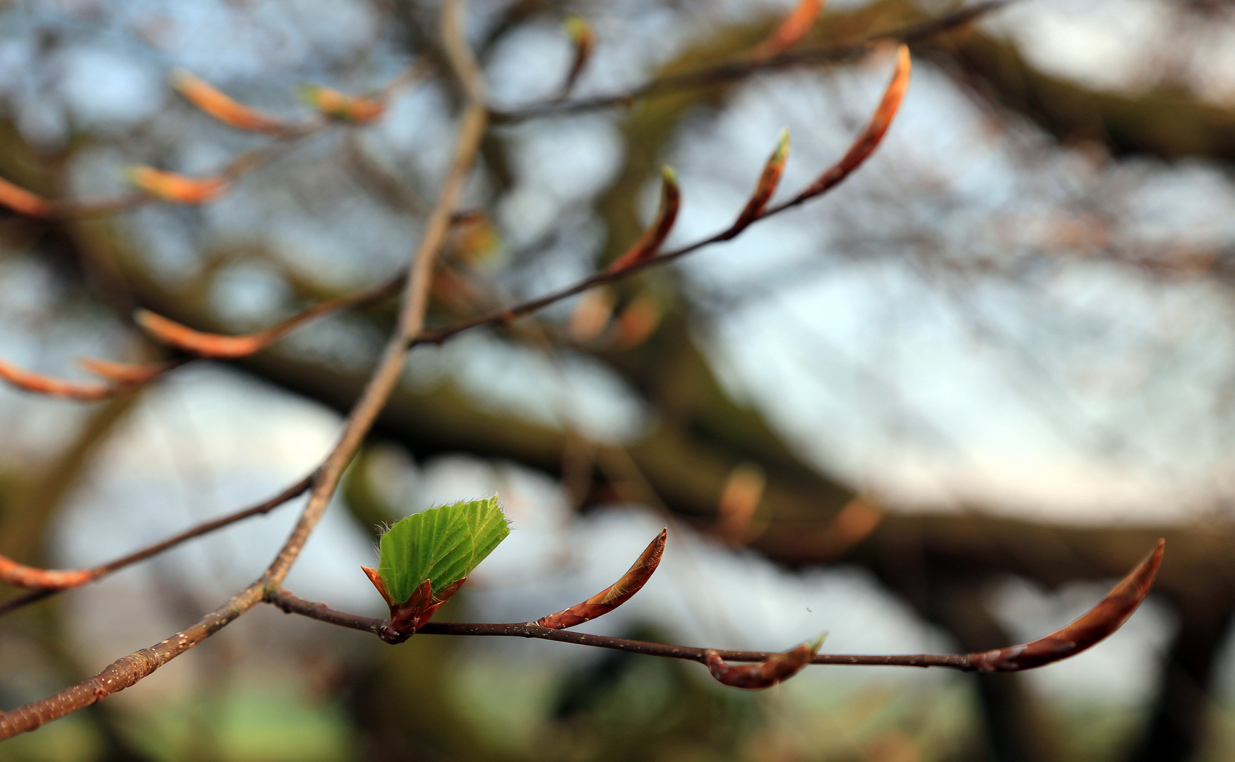 ein erstes blatt