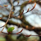 ein erstes blatt