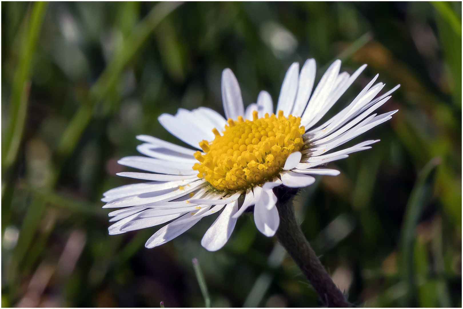 ein erstes Gänseblümchen auf unserer Wiese