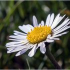 ein erstes Gänseblümchen auf unserer Wiese