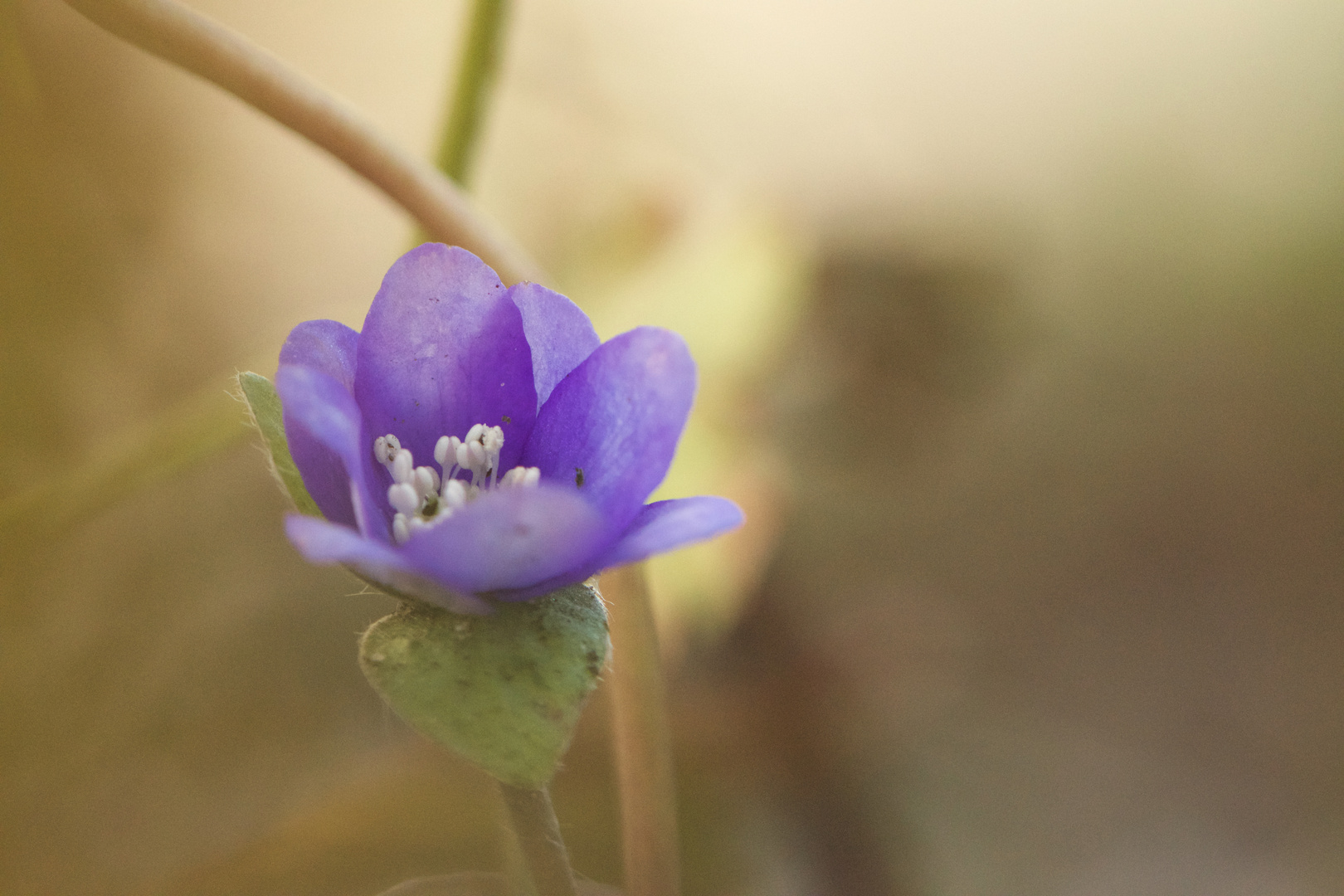 ein erstes vorsichtiges Leberblümchen