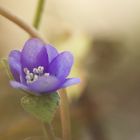 ein erstes vorsichtiges Leberblümchen