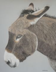 Ein Esel im Porträt - mit Pastellkreide gemalt