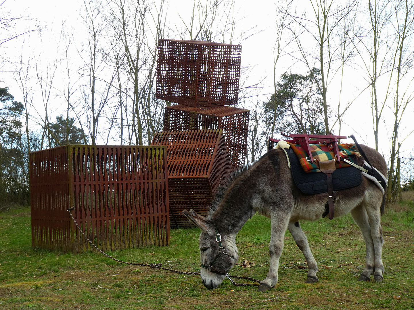 ein Esel in Brandenburg