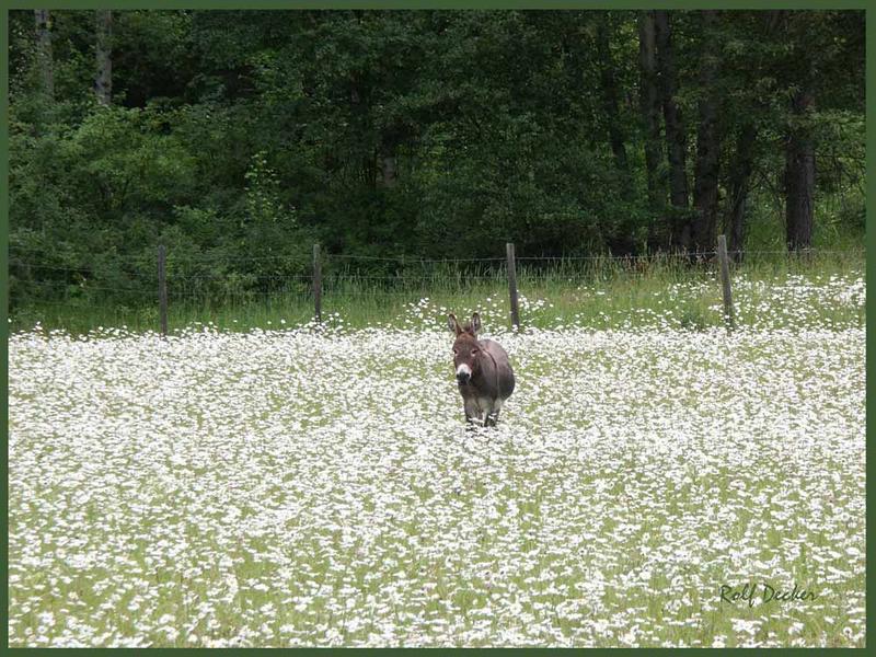 Ein Esel, wer keine Blumen für die Liebste findet