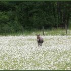 Ein Esel, wer keine Blumen für die Liebste findet