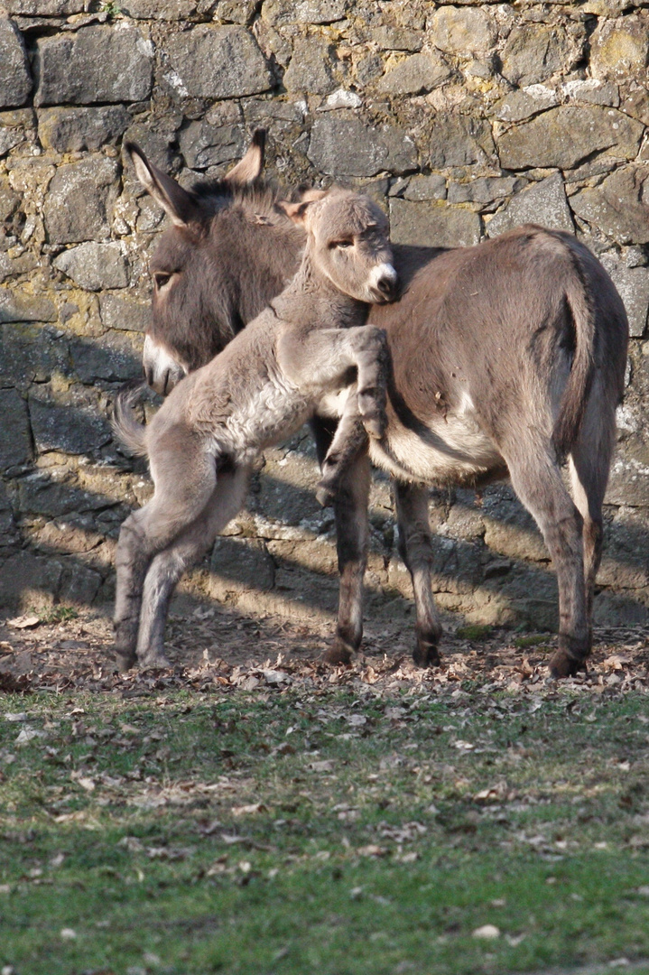 Ein Eselfohlen kuschelt mit seiner Mutter