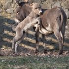 Ein Eselfohlen kuschelt mit seiner Mutter