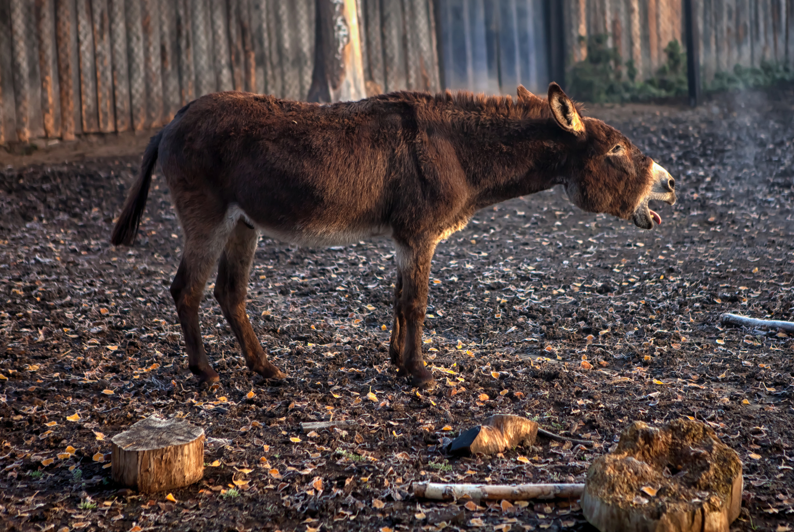 Ein Eselschrei am Morgen..... Foto & Bild | tiere, haustiere