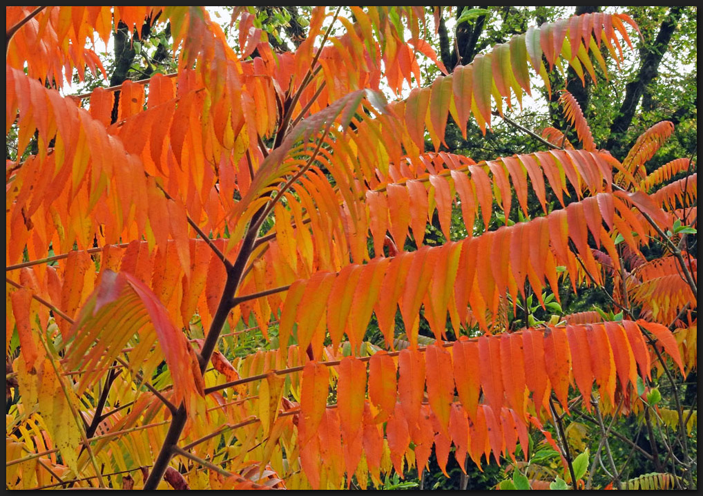 Ein Essigbaum