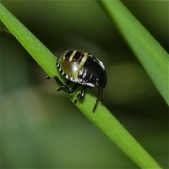 Ein etwa 3 mm langer Zwerg - Wanzenlarve (Palomena sp.?)