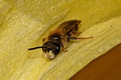 Ein etwa 7 mm langes Bienchen