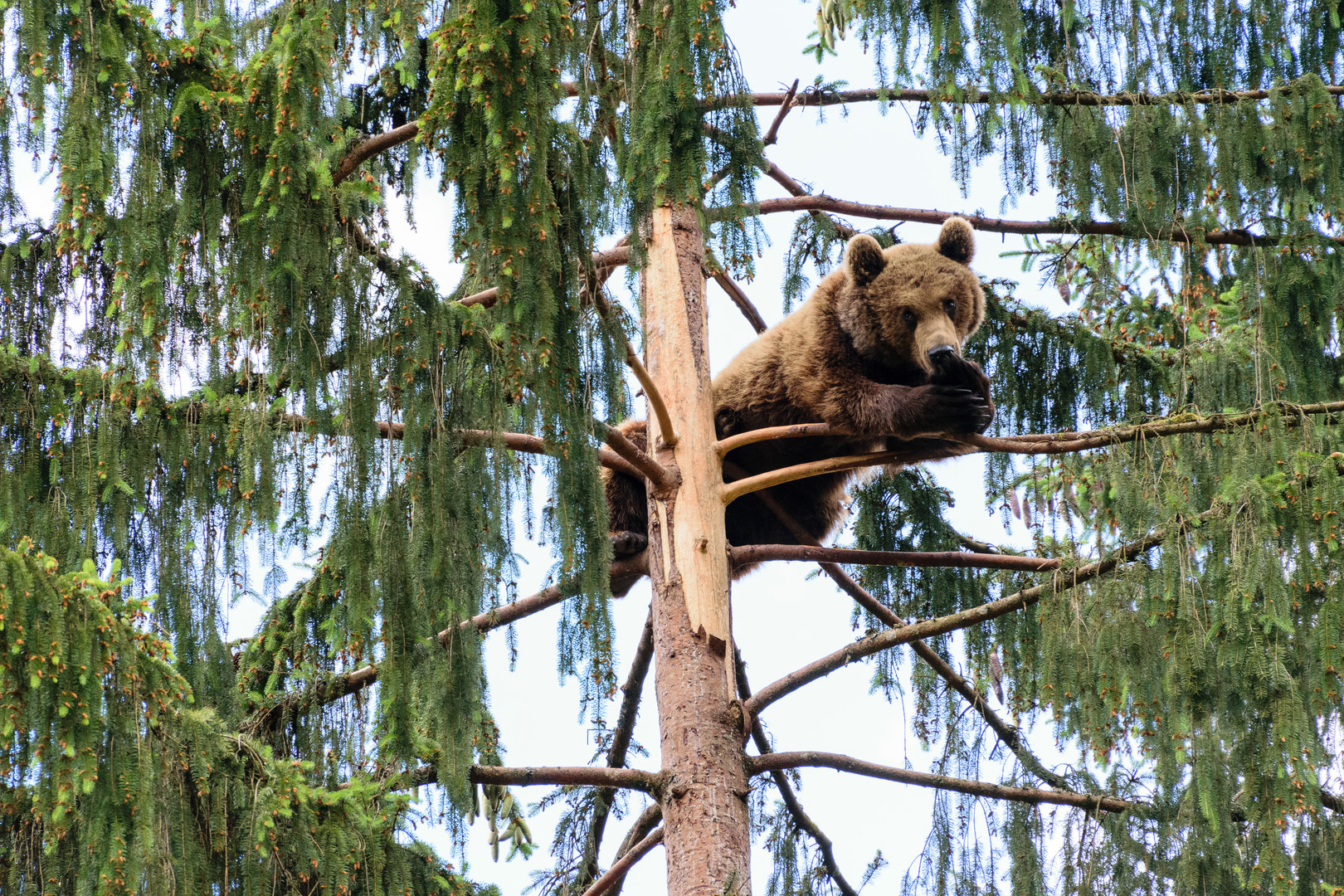 Ein etwas anderer Baumbewohner.... 