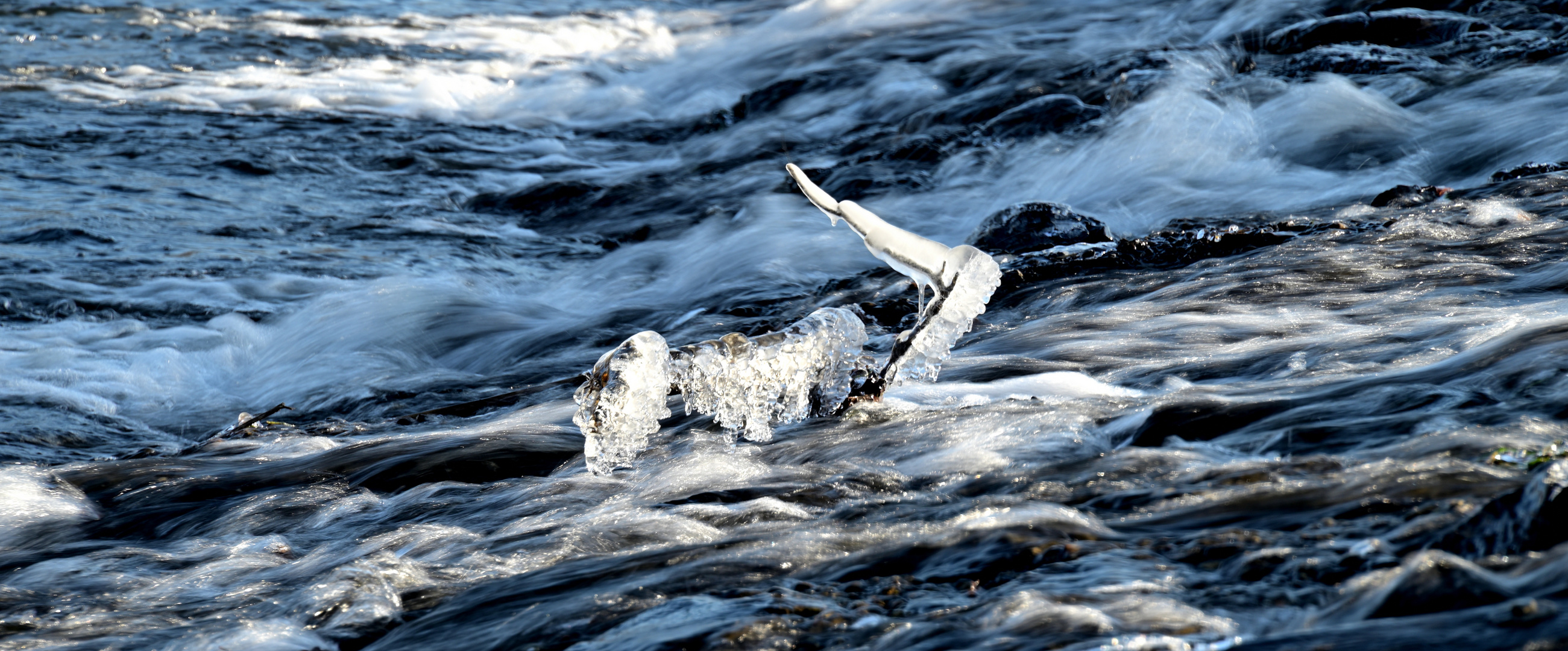 ein etwas anderer "Eisvogel"