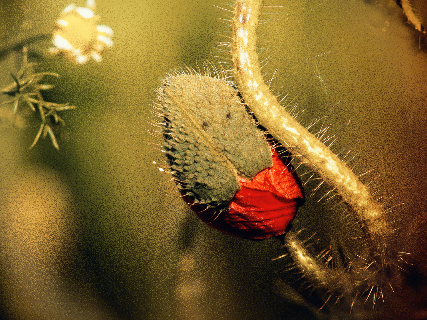 ein etwas anderer Mohn