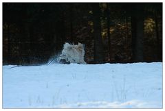 ein etwas anderer Schneehase