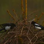 Ein etwas anderes Osternest