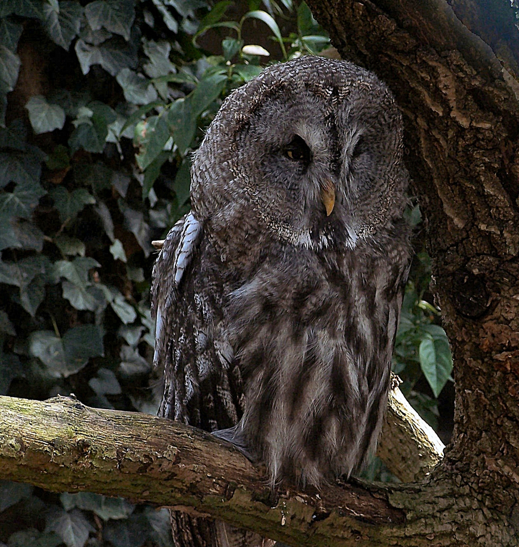 Ein etwas müder Waldkauz (Strix aluco)