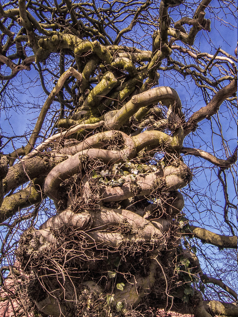 Ein etwas verwirrter Baum