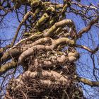 Ein etwas verwirrter Baum