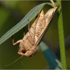 Ein Eulenfalter bei uns im Garten