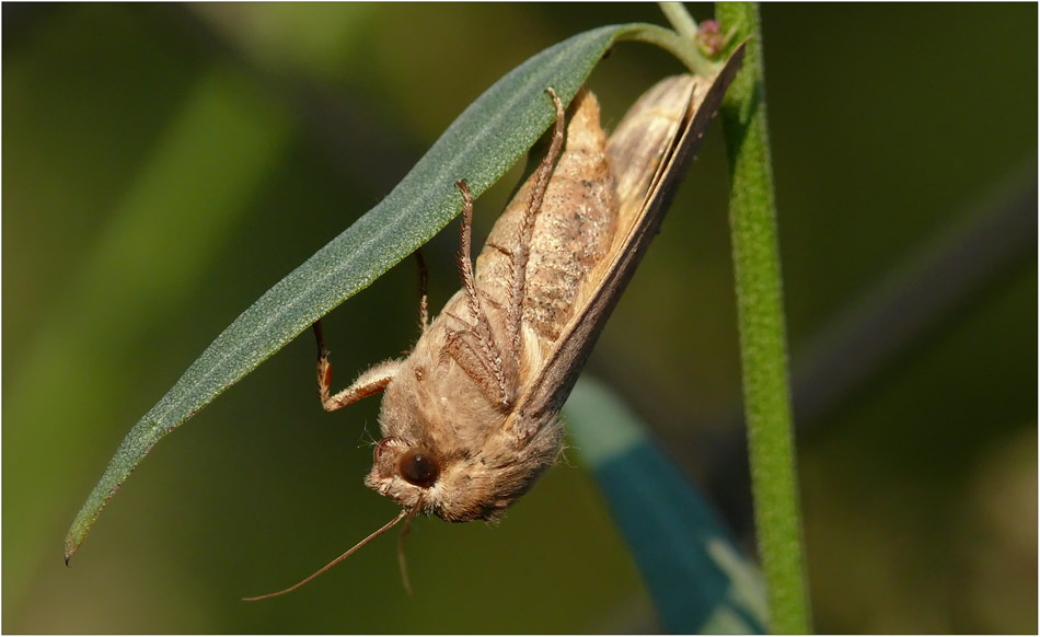 Ein Eulenfalter bei uns im Garten