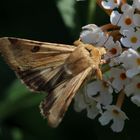 Ein Eulenfalter - Heliothis peltigera