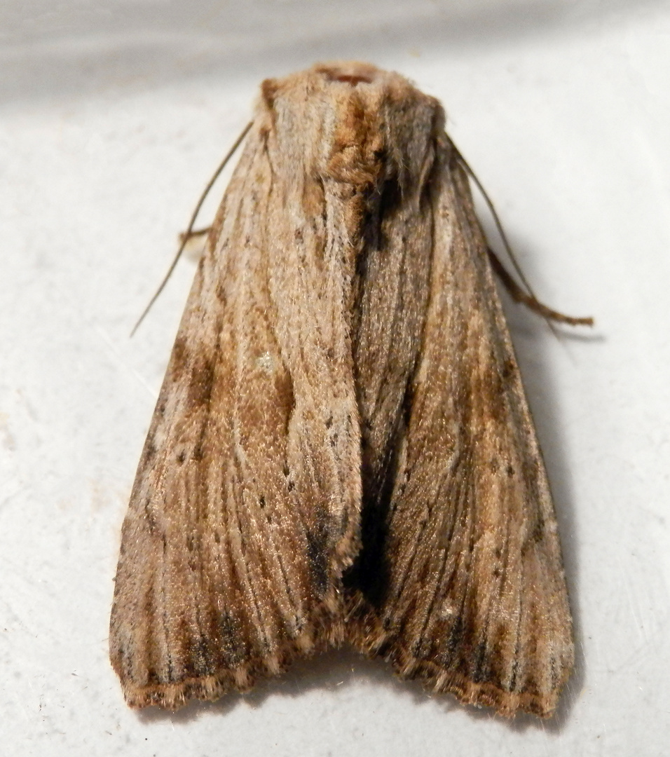 Ein Eulenfalter - Rötlichgelbe Grasbüscheleule (Apamea sublustris)