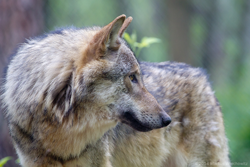 Ein Eurasischer Wolf im Profil